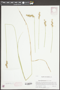 Carex festucacea image