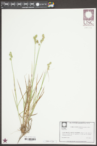 Carex festucacea image