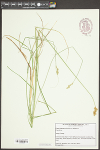 Carex festucacea image