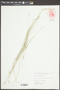 Carex festucacea image