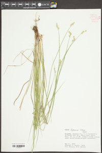 Carex festucacea image