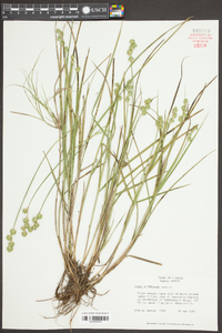 Carex festucacea image