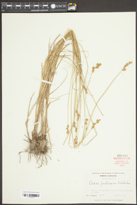 Carex festucacea image