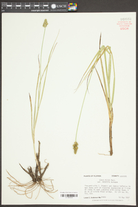 Carex fissa image