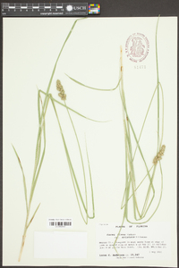 Carex fissa image