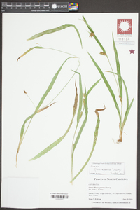 Carex flaccosperma image