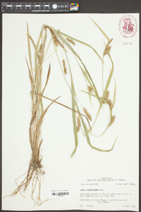 Carex flaccosperma image