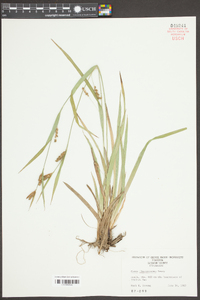 Carex flaccosperma image