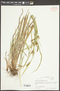 Carex flaccosperma image