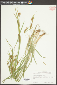 Carex flaccosperma image