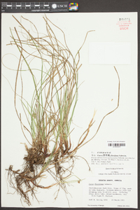 Carex floridana image