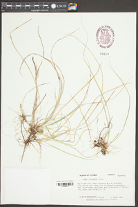 Carex floridana image