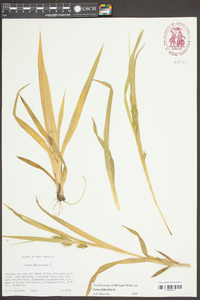 Carex folliculata image