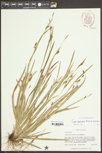 Carex gholsonii image