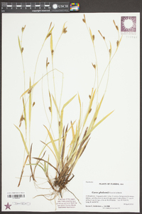 Carex gholsonii image