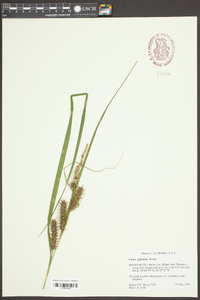 Carex gigantea image