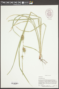 Carex gigantea image