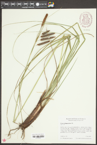 Carex glaucescens image