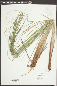 Carex glaucescens image