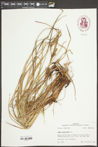 Carex glaucescens image