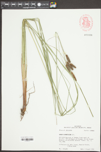 Carex glaucescens image