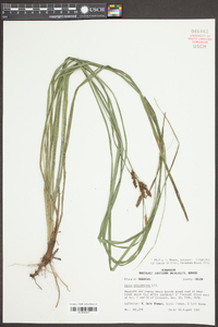 Carex glaucescens image