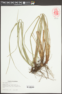 Carex glaucescens image