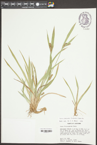 Carex flaccosperma image