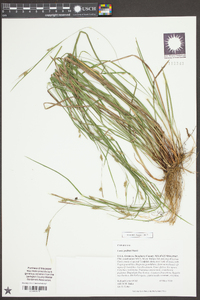 Carex godfreyi image