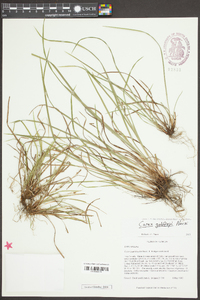 Carex godfreyi image