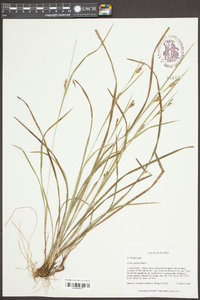 Carex godfreyi image