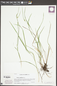 Carex godfreyi image