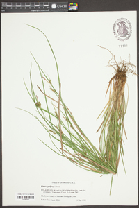 Carex godfreyi image