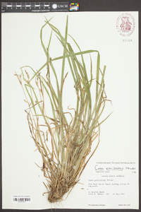 Carex gracilescens image