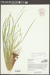 Carex gracilescens image