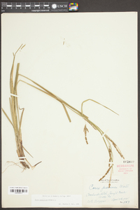 Carex fraseriana image