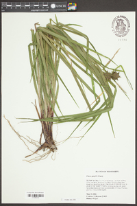 Carex grayi image