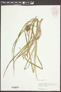 Carex grayi image