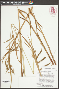 Carex gynandra image