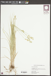 Carex hyalina image