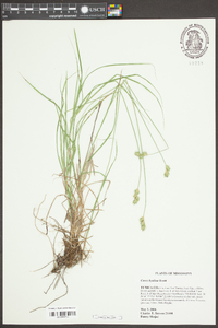 Carex hyalina image