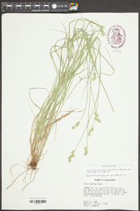 Carex hyalina image