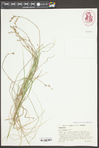 Carex hyalina image