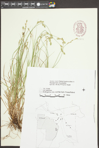 Carex hyalina image