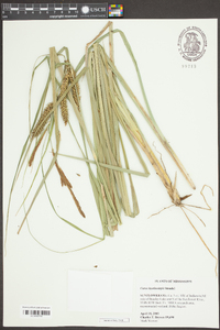 Carex hyalinolepis image