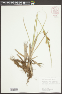 Carex hyalinolepis image