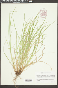 Carex jamesii image