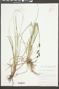 Carex joorii image