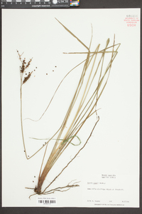 Carex joorii image