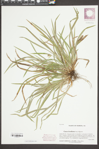 Carex kraliana image